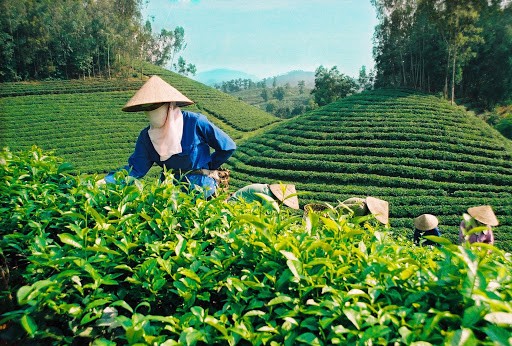 Tại sao trà Đinh Thái Nguyên có giá cao hơn so với các dòng trà khác?